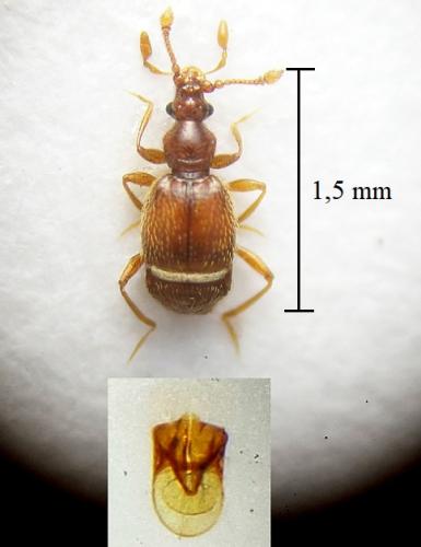 Réf. 292 724 : Bryaxis pyrenaeus